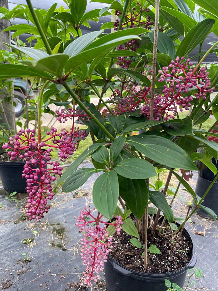 medinilla-cumingii-showy-medinilla-chandelier-tree