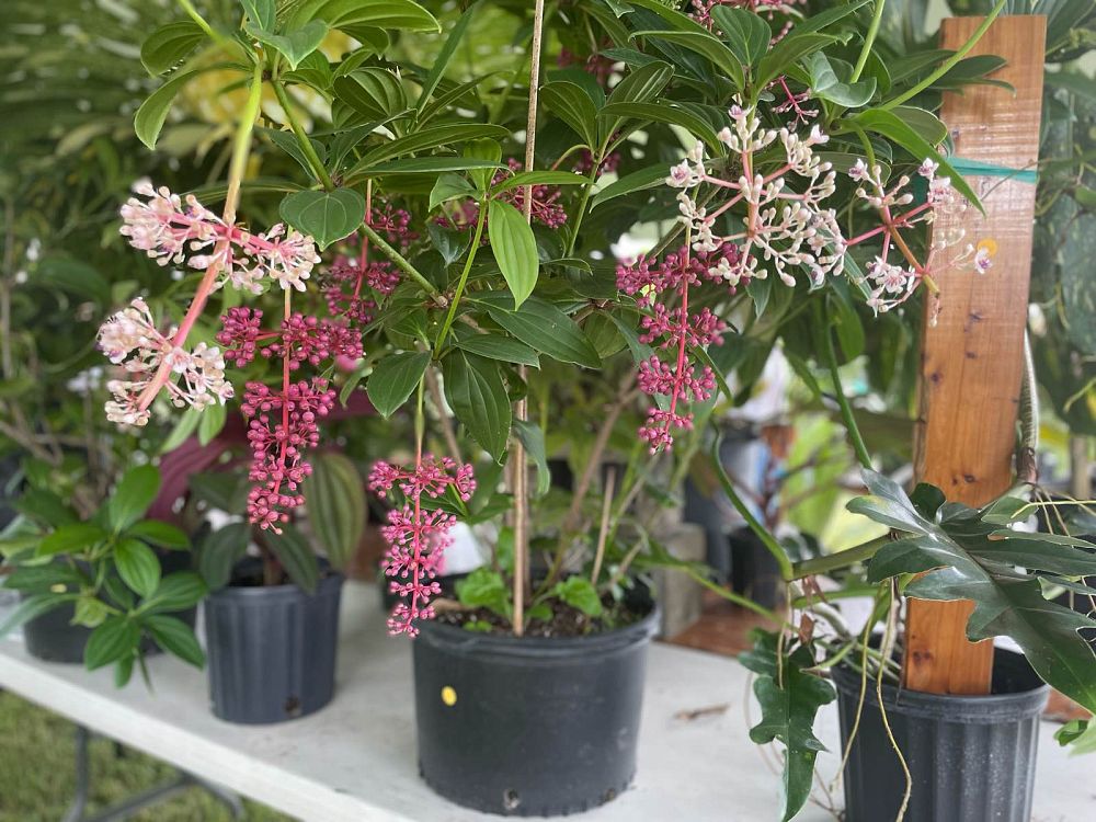 medinilla-cumingii-showy-medinilla-chandelier-tree