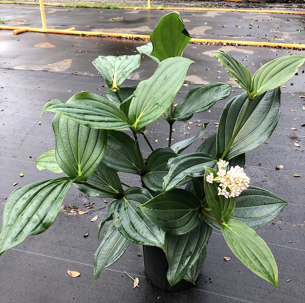 medinilla-fruticosa-dwarf