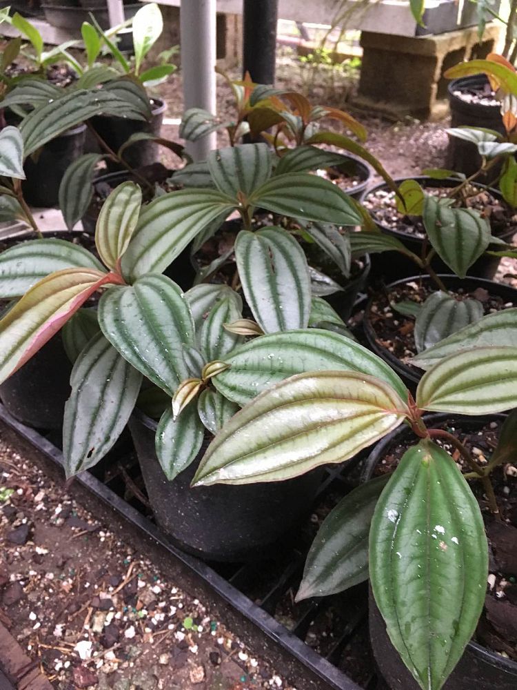 medinilla-gregori-hambali