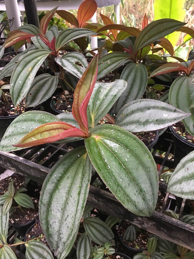 medinilla-gregori-hambali