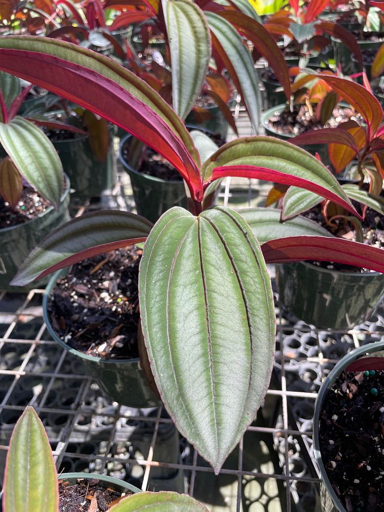 medinilla-gregori-hambali