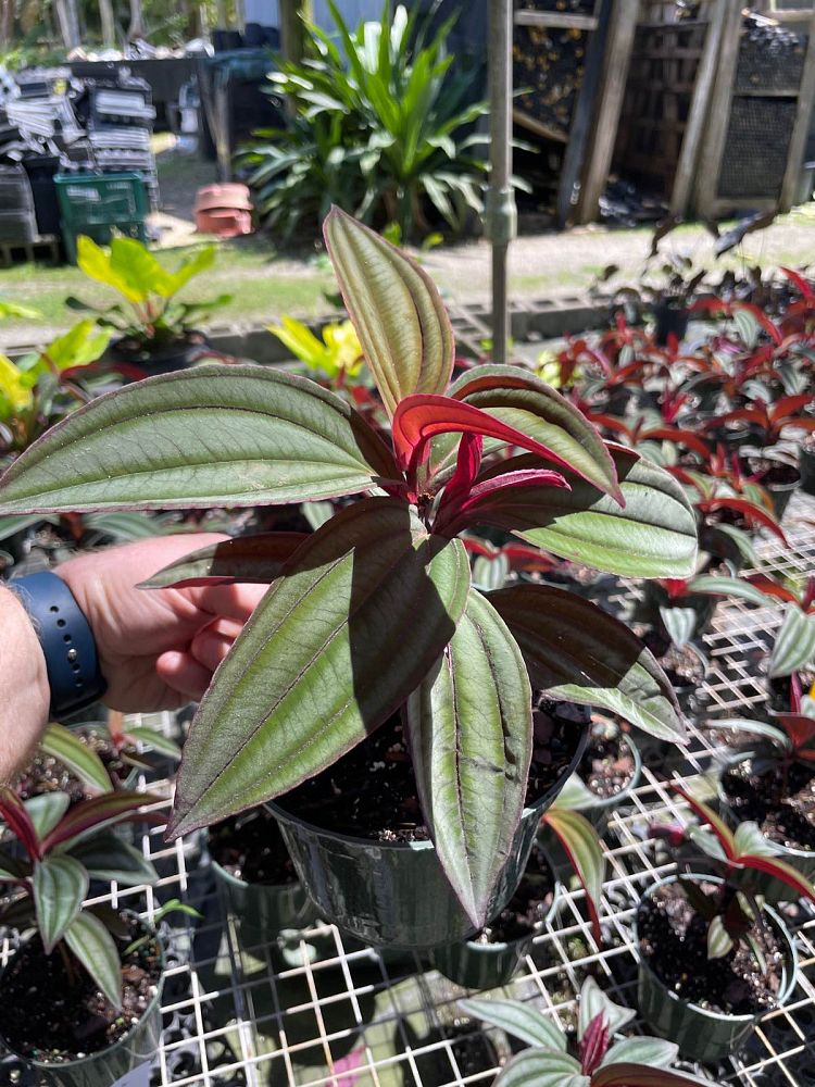 medinilla-gregori-hambali