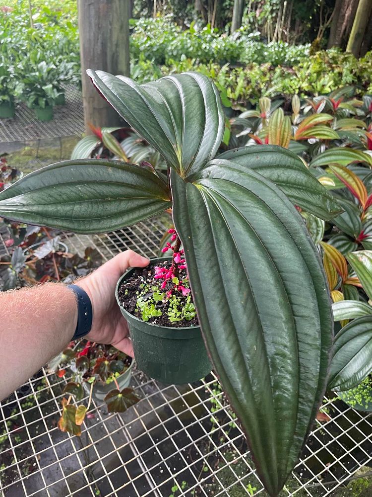 medinilla-gregori-hambali