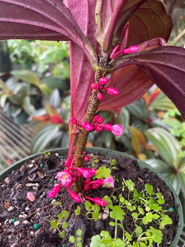 medinilla-gregori-hambali