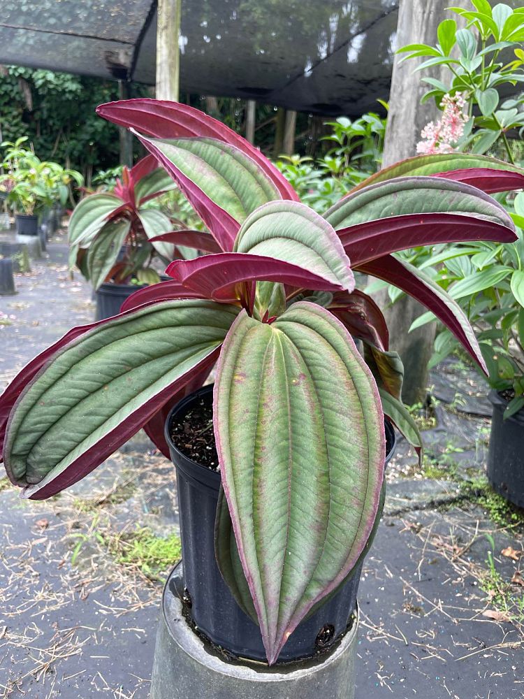 medinilla-gregori-hambali