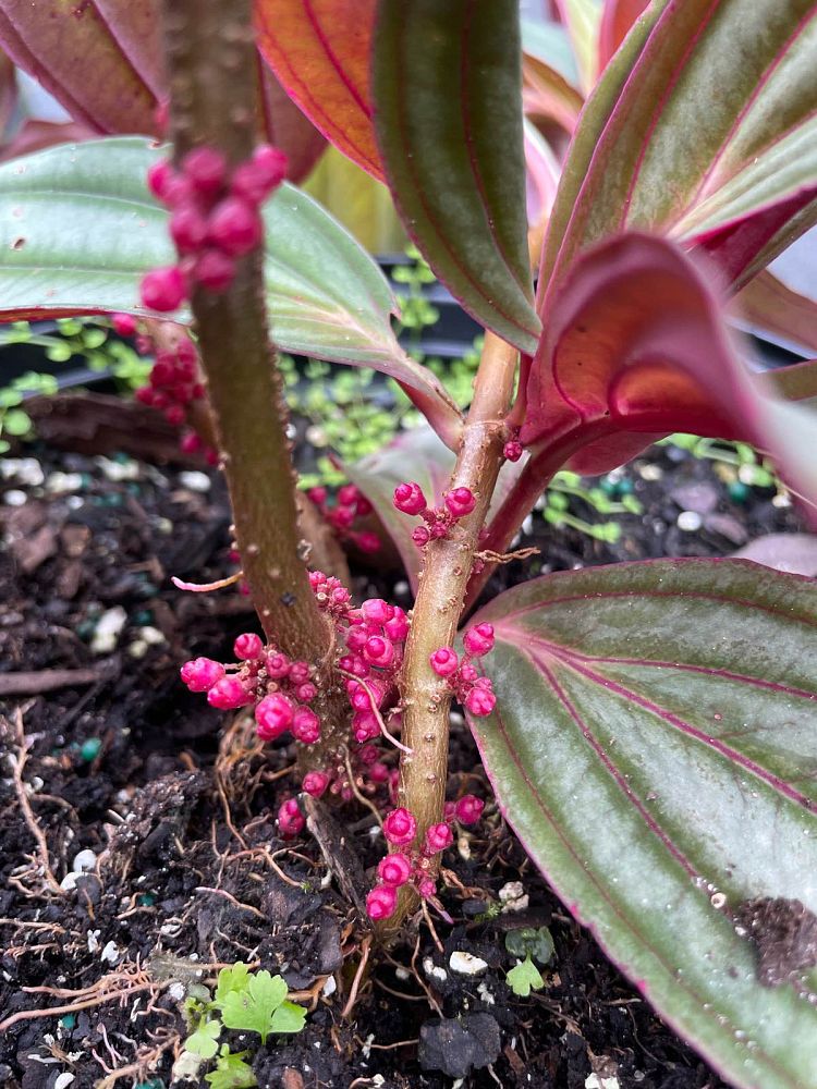 medinilla-gregori-hambali