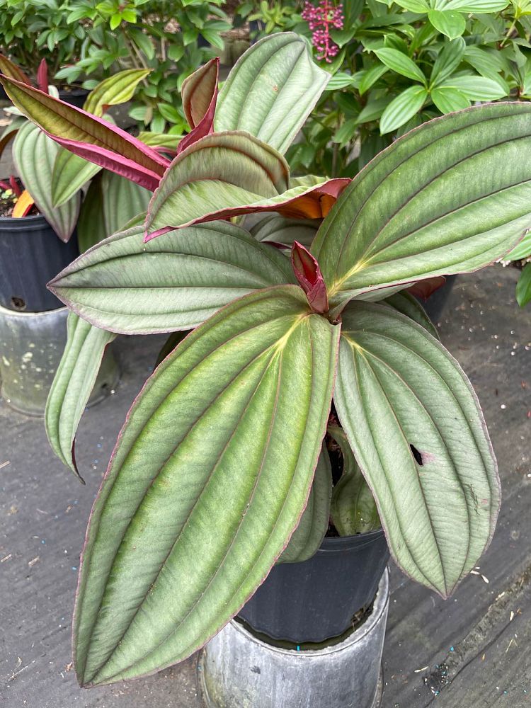 medinilla-gregori-hambali