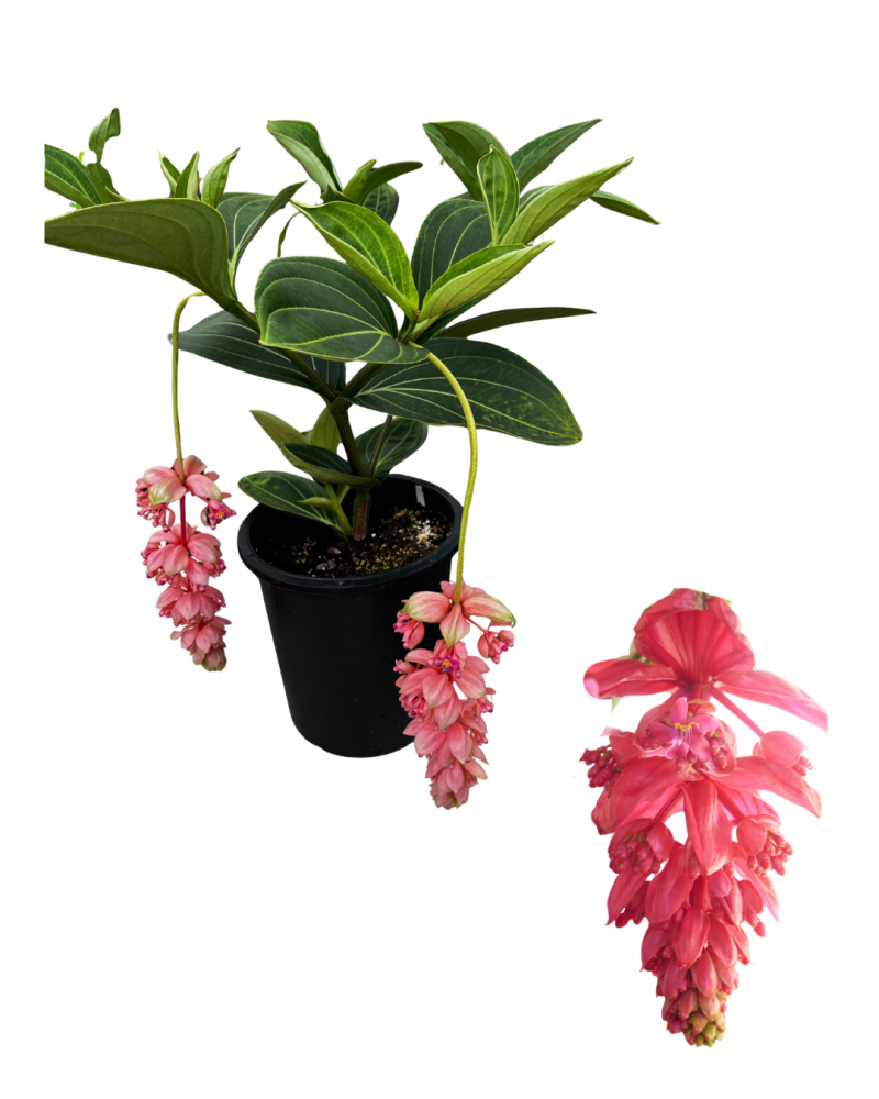 medinilla-magnifica-royal-glow