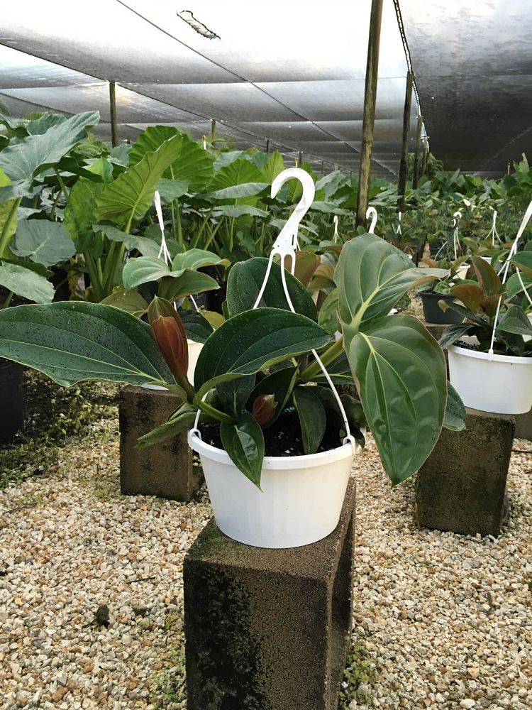 medinilla-magnifica