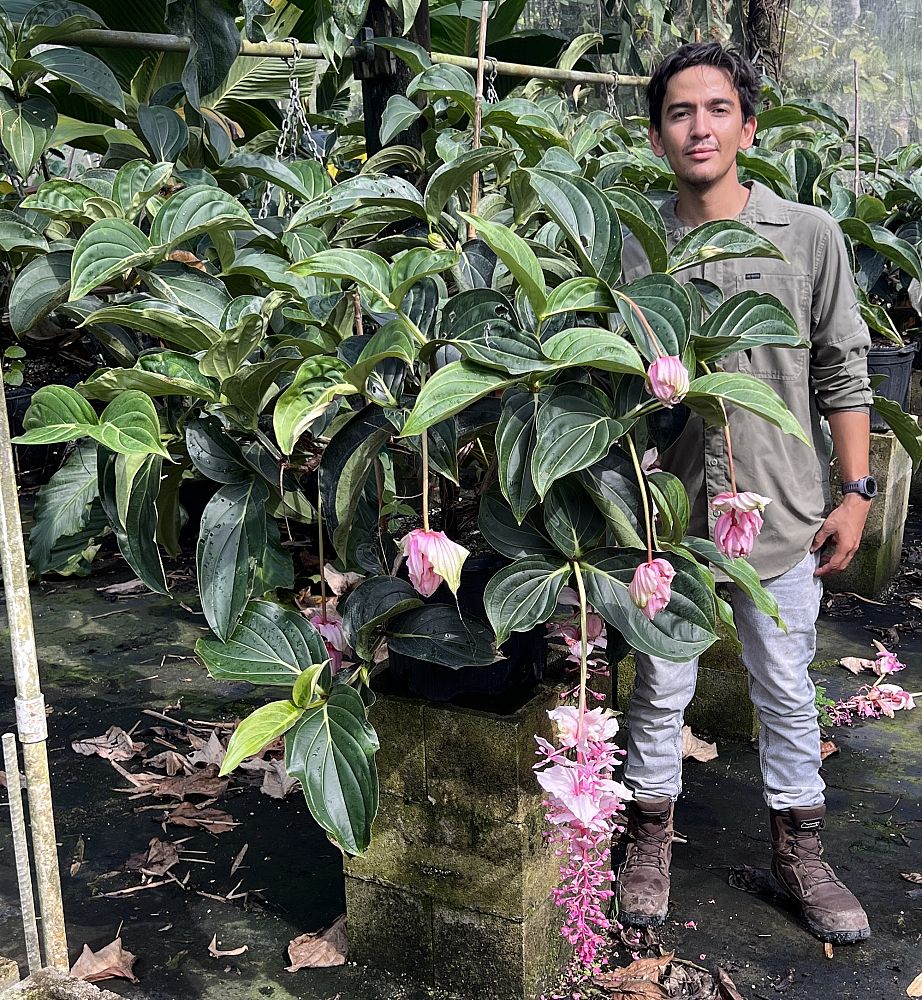 medinilla-magnifica