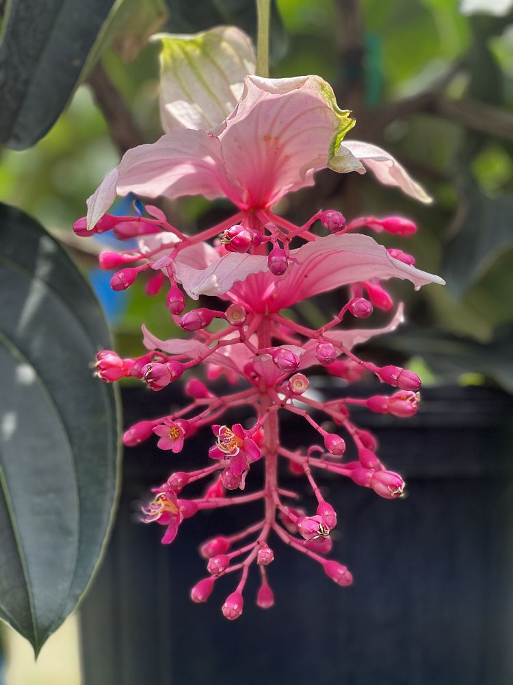 medinilla-magnifica