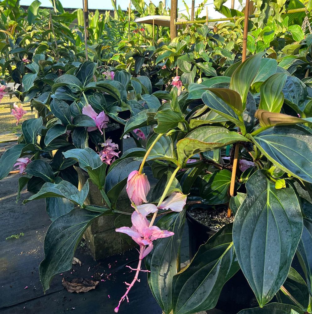 medinilla-magnifica