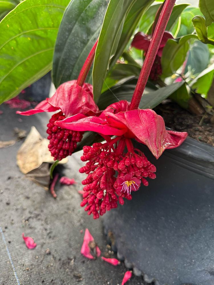 medinilla-miniata-hybrid