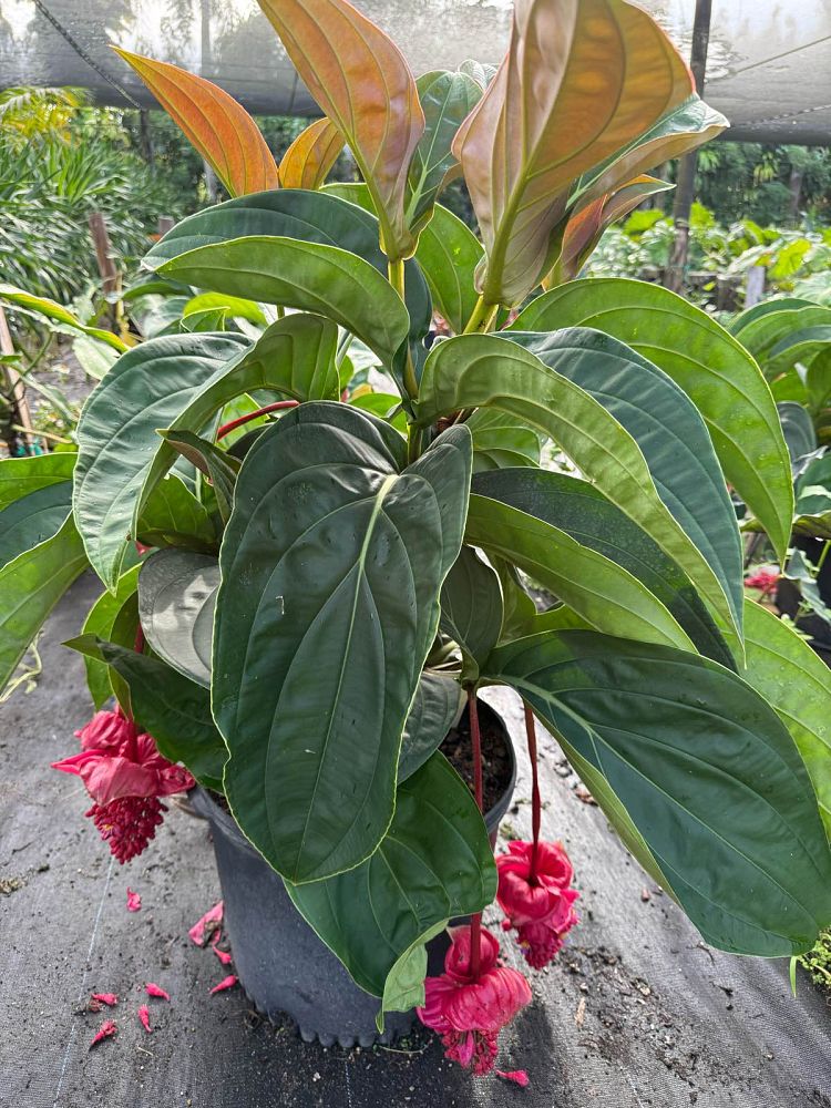 medinilla-miniata-hybrid