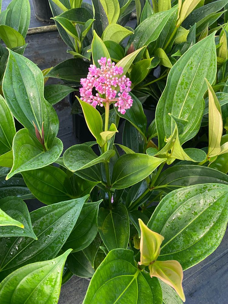 medinilla-myriantha