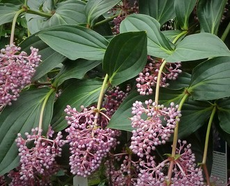 medinilla-myriantha