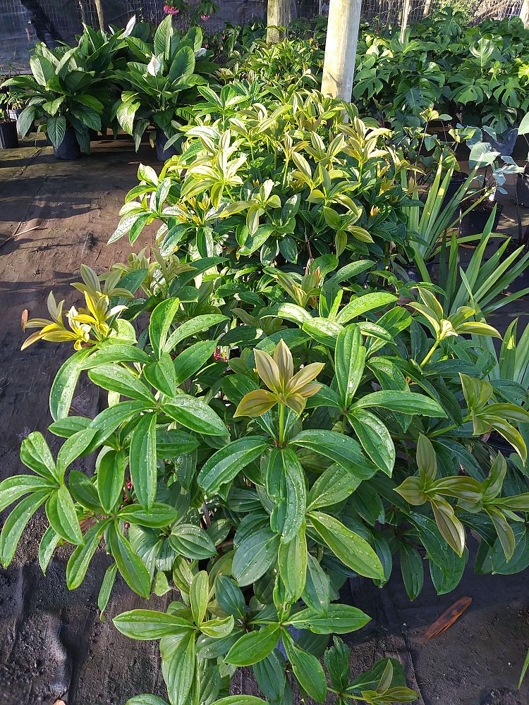 medinilla-myriantha