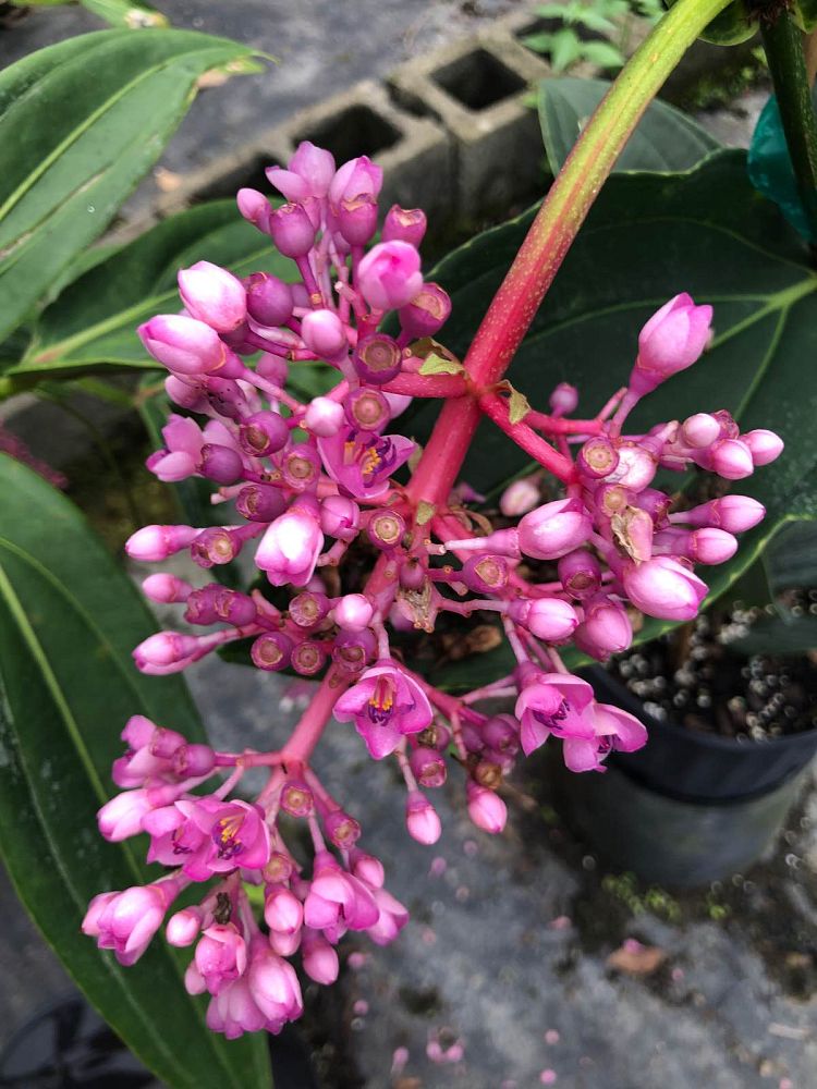 medinilla-myriantha