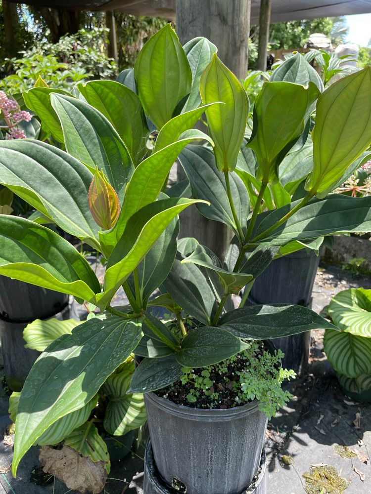 medinilla-myriantha
