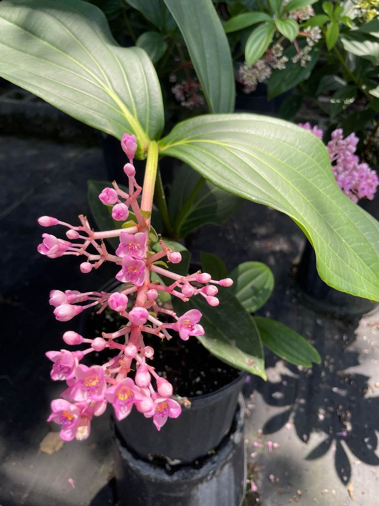 medinilla-myriantha