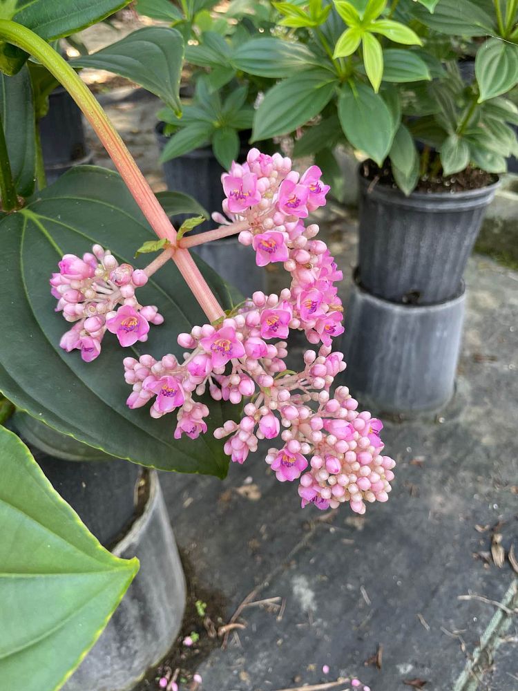 medinilla-myriantha