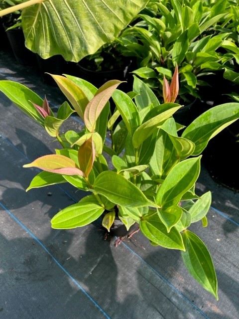 medinilla-myriantha