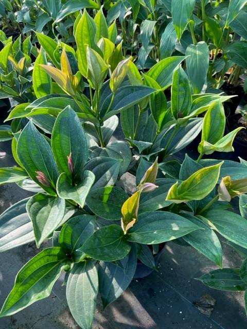 medinilla-myriantha