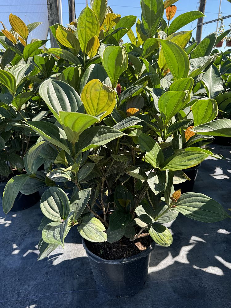 medinilla-myriantha
