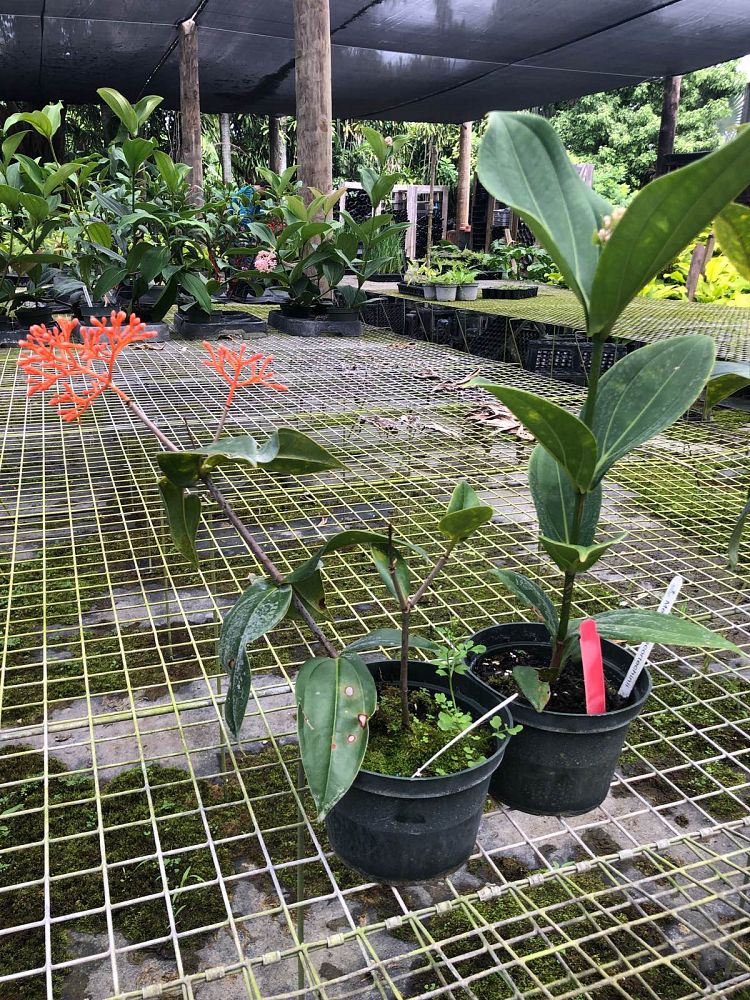 medinilla-scortechinii-orange-medinilla