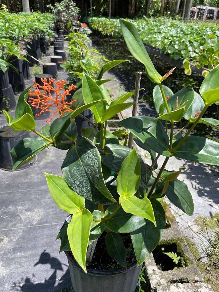 medinilla-scortechinii-orange-medinilla