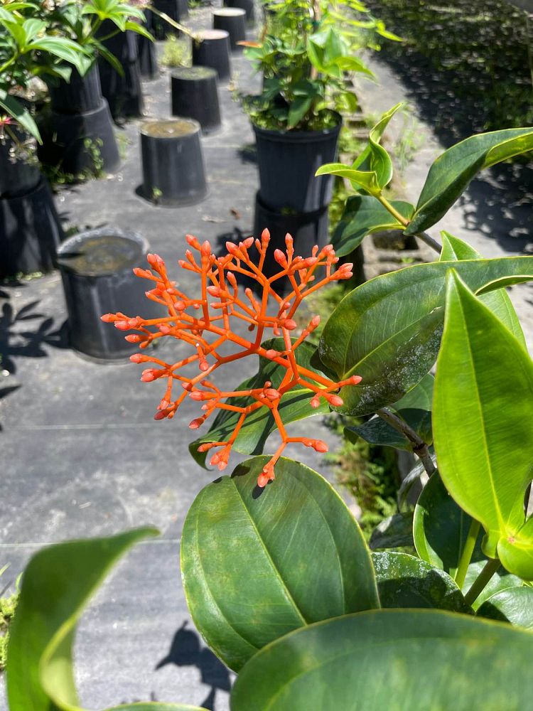 medinilla-scortechinii-orange-medinilla
