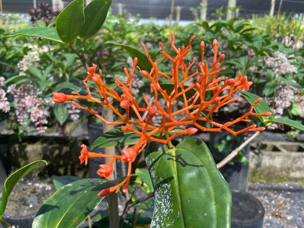 medinilla-scortechinii-orange-medinilla