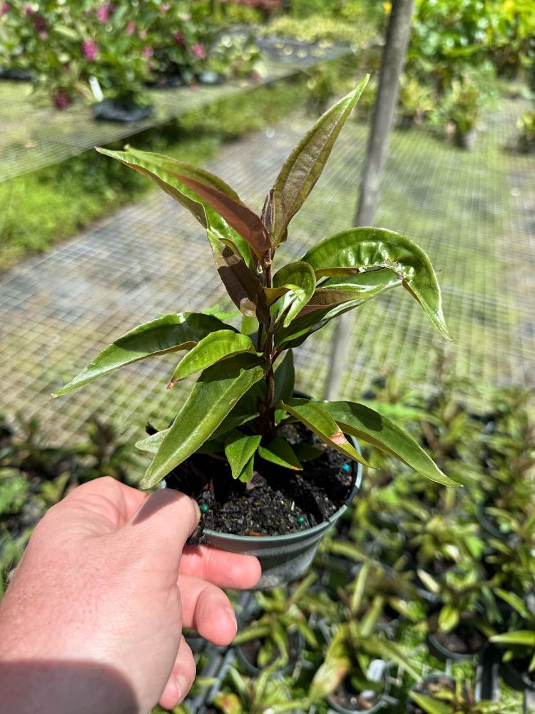 medinilla-serpens