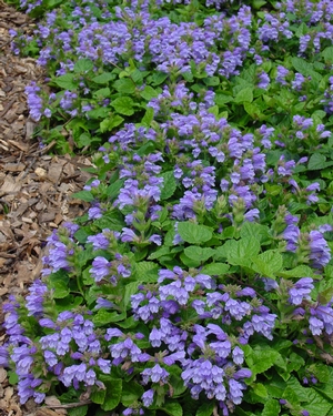 meehania-cordata-meehan-s-mint-creeping-mint