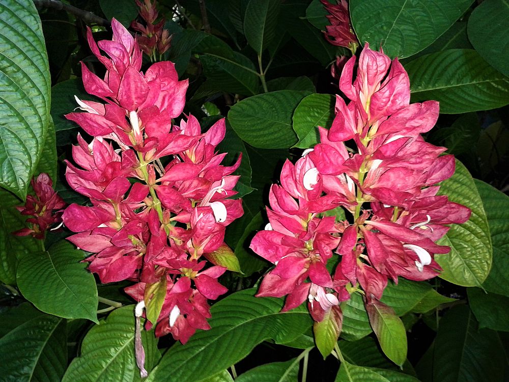 megaskepasma-erythrochlamys-brazilian-red-cloak