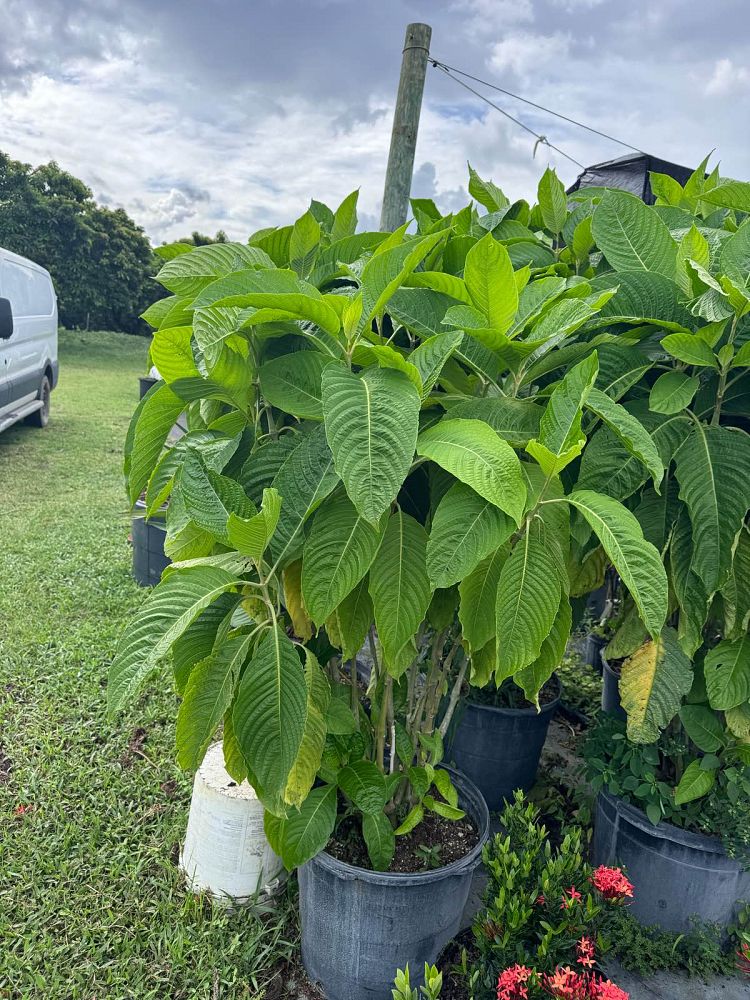 megaskepasma-erythrochlamys-brazilian-red-cloak