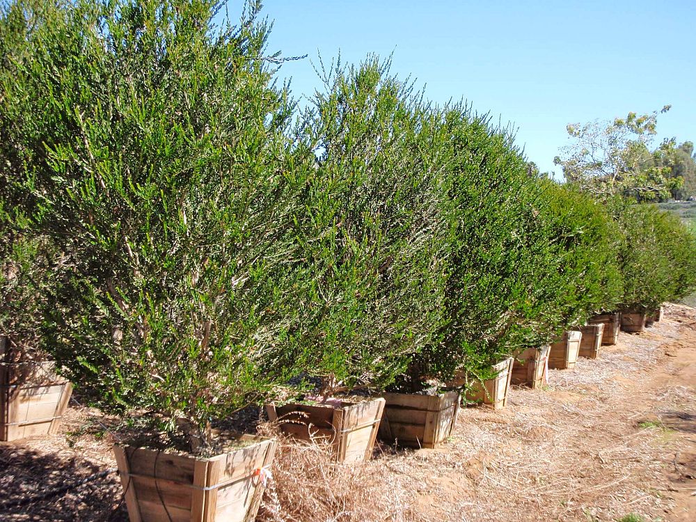 melaleuca-nesophila-western-tea-myrtle