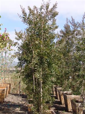 melaleuca-quinquenervia-paperbark-tree