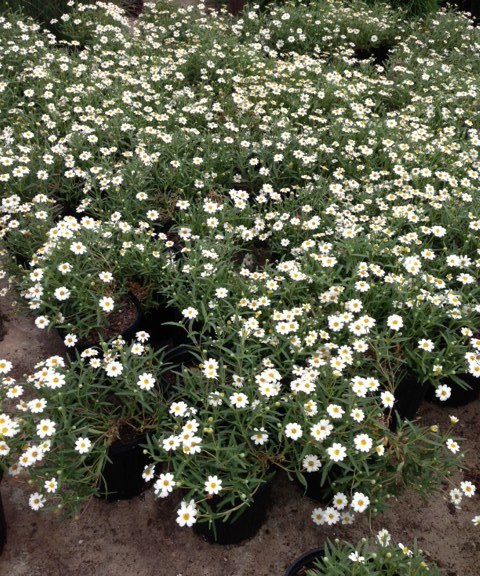 melampodium-leucanthum-blackfoot-daisy