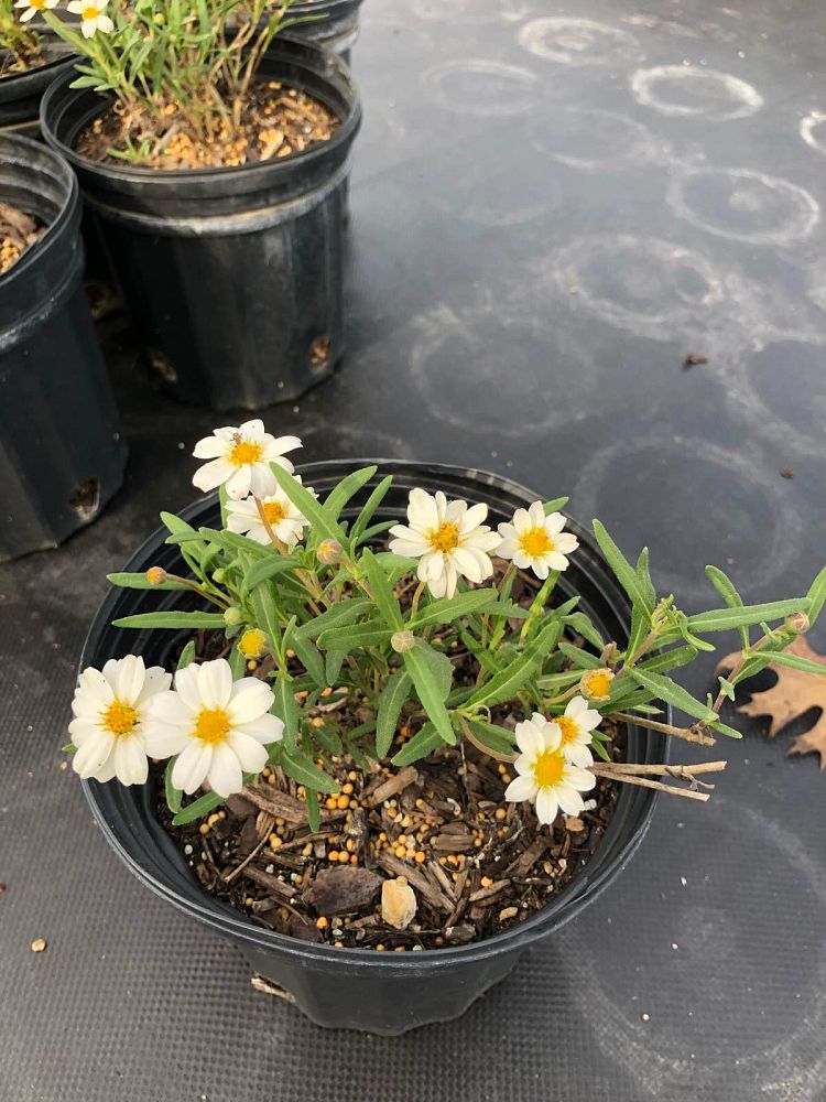melampodium-leucanthum-blackfoot-daisy