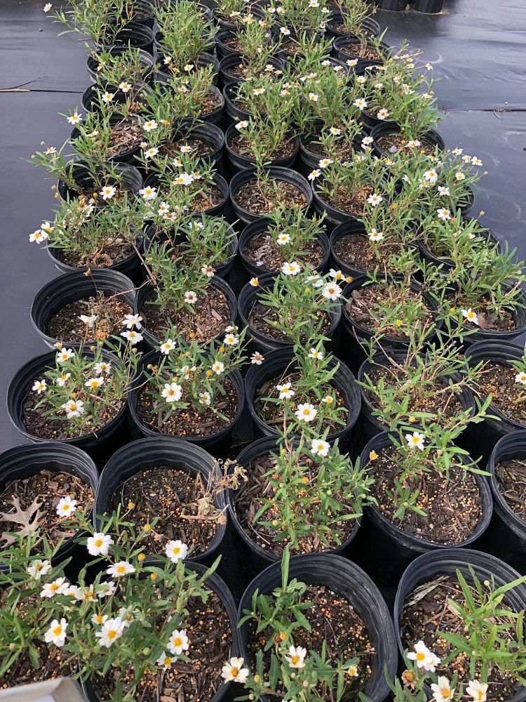 melampodium-leucanthum-blackfoot-daisy