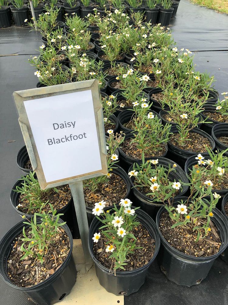 melampodium-leucanthum-blackfoot-daisy