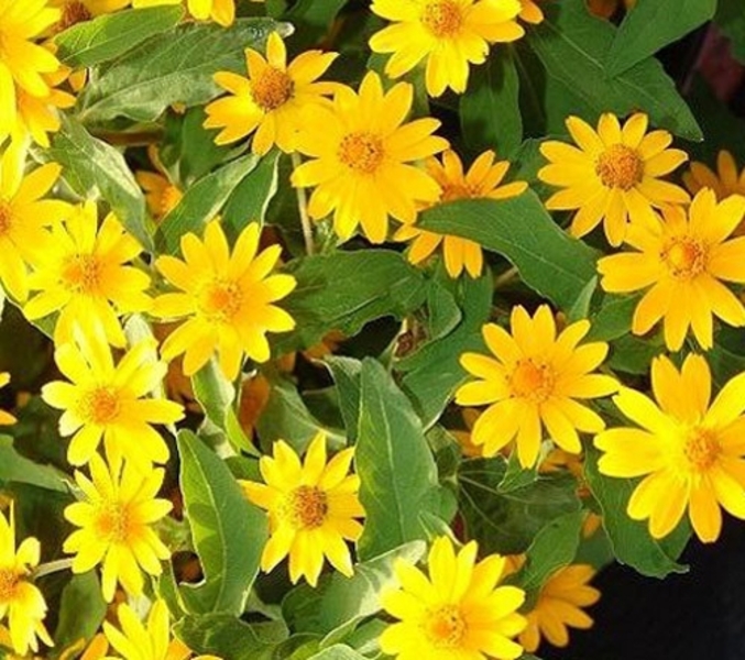 melampodium-paludosum-derby-yellow-gold-medallion-flower-melampodium-star-daisy-butter-daisy