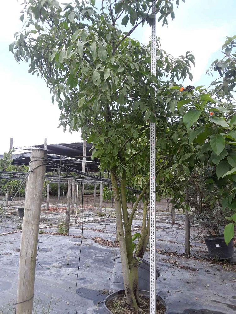 melicoccus-bijugatus-spanish-lime