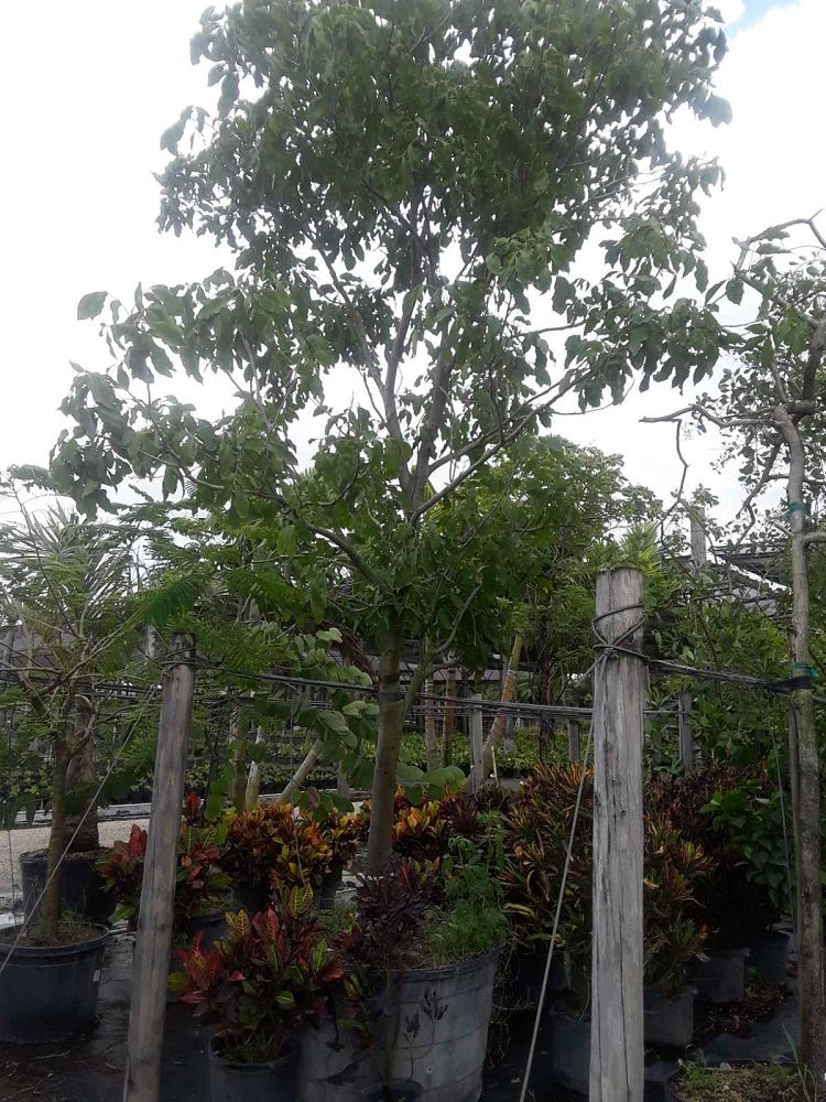 melicoccus-bijugatus-spanish-lime