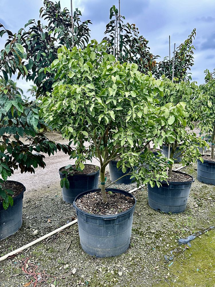 melicoccus-bijugatus-spanish-lime