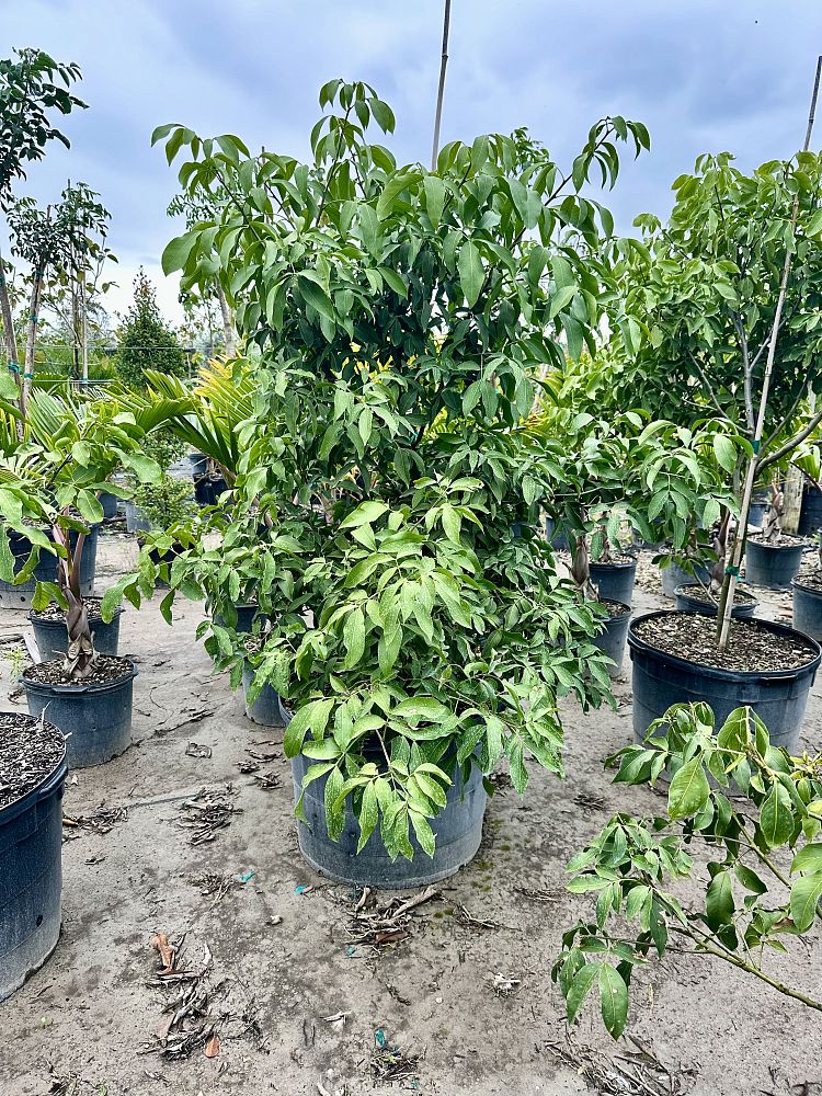 melicoccus-bijugatus-spanish-lime