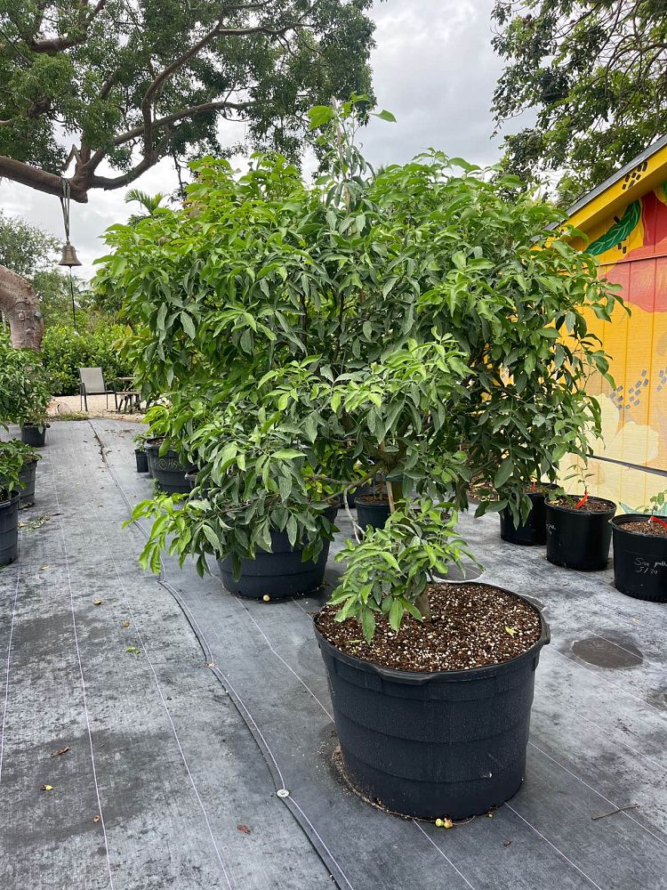 melicoccus-bijugatus-spanish-lime