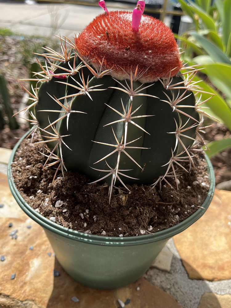 melocactus